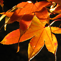 光の中の紅葉。。