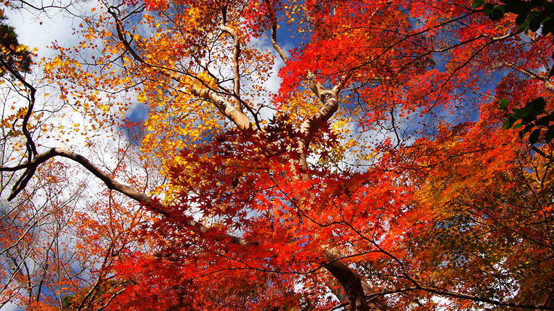 有馬 紅葉のアルバム