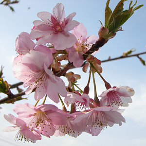 早咲きの桜 『河津桜』