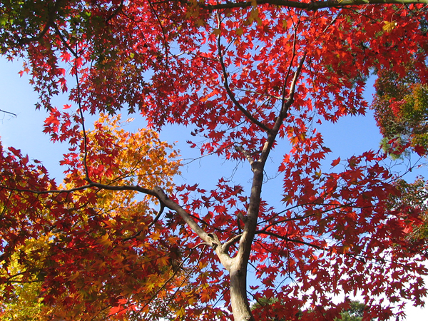 陶器市 in 有馬温泉 2010 秋