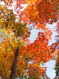 『瑞宝寺公園の紅葉』